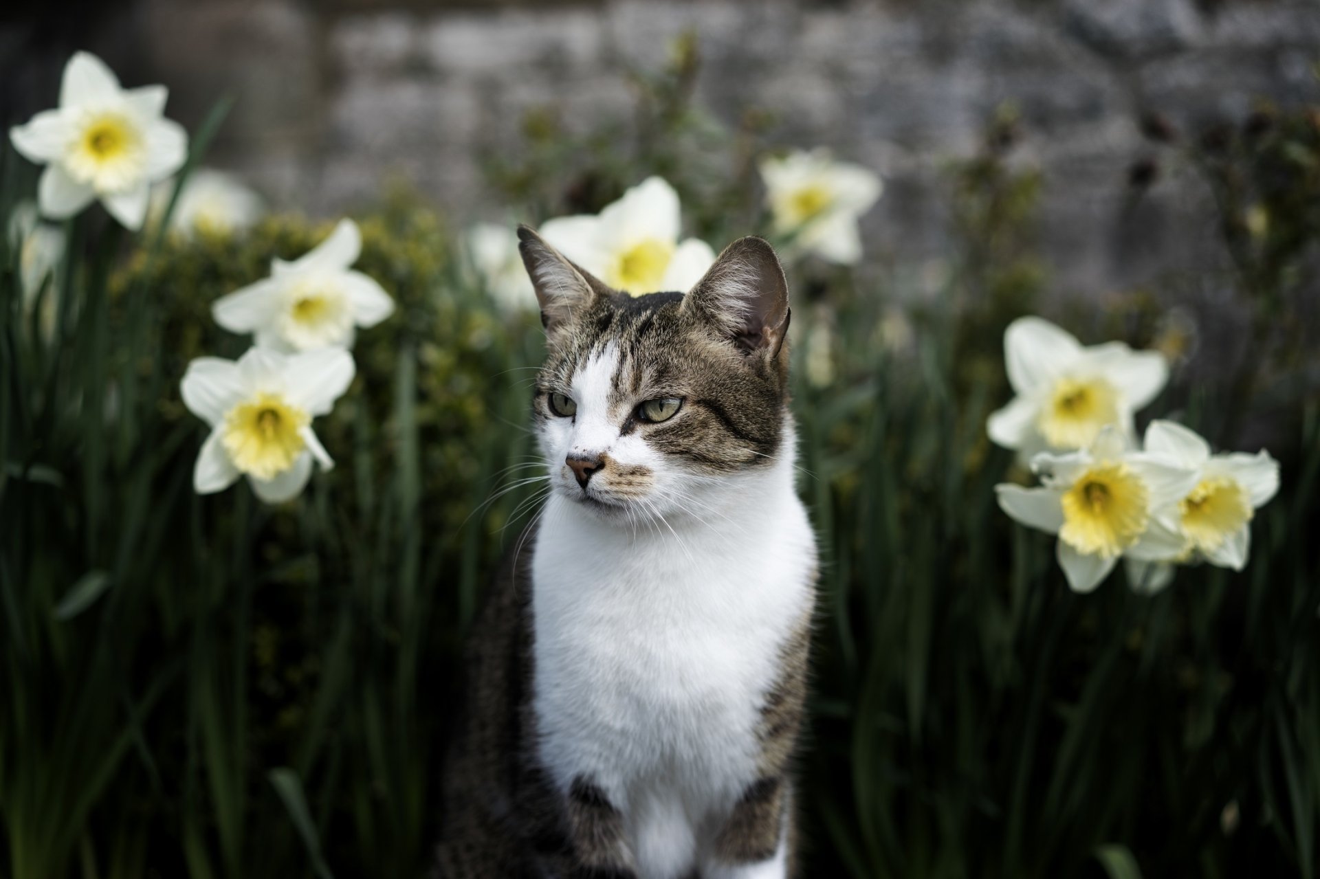 Download Daffodil Flower Animal Cat HD Wallpaper by skeeze