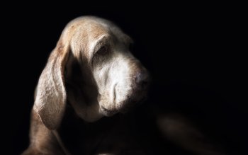 5 Bloodhound HD Wallpapers | Backgrounds - Wallpaper Abyss