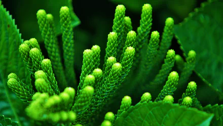  Green Flower