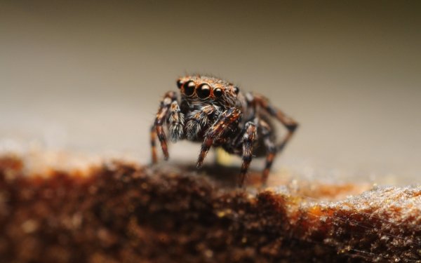 Animal Spider Spiders Macro Jumping Spider HD Wallpaper | Background Image
