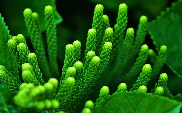 Earth Plant Nature Macro Green HD Wallpaper | Background Image