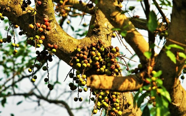 Nature Branch Berry HD Wallpaper | Background Image