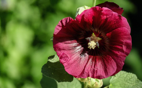 red flower nature flower HD Desktop Wallpaper | Background Image