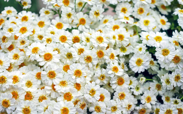 white flower nature flower gerbera HD Desktop Wallpaper | Background Image