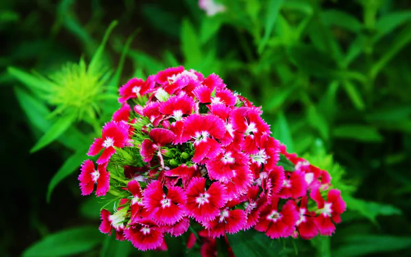 Close-up of a vibrant pink dianthus flower cluster amid green foliage, a nature scene — 2K Quad HD PC desktop wallpaper/background.