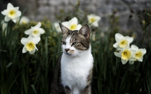 Animal Cat Flower Daffodil HD Wallpaper | Background Image