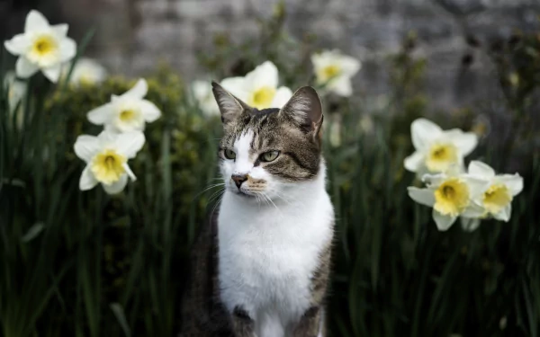 A serene cat sits among blooming daffodils in this HD wallpaper, bringing together the beauty of nature and the charm of a feline companion.