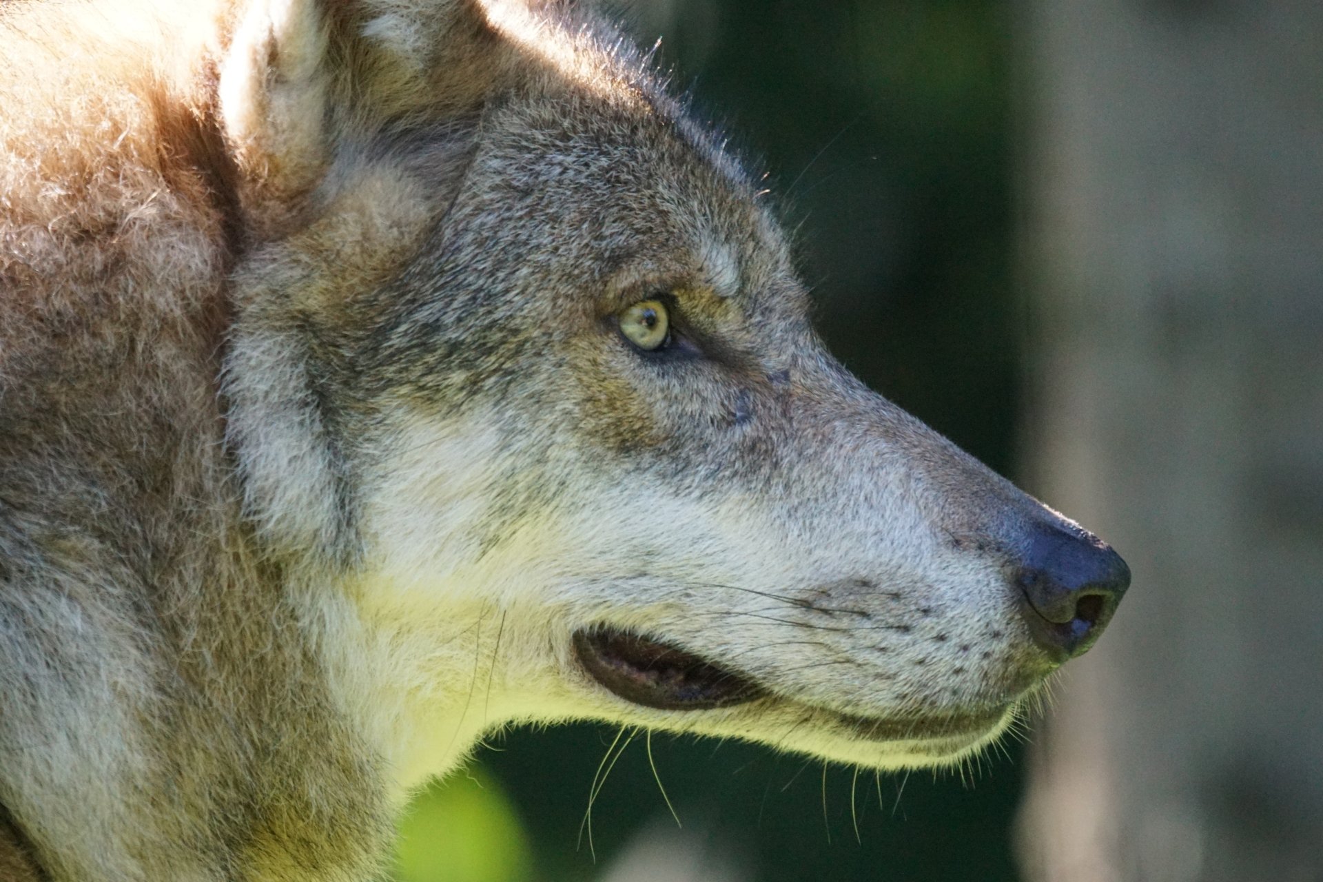 Close-up profile of a wolf muzzle with piercing yellow eye and textured fur against a blurred green backdrop — high-detail animal portrait, 5K Ultra HD PC desktop wallpaper/background.