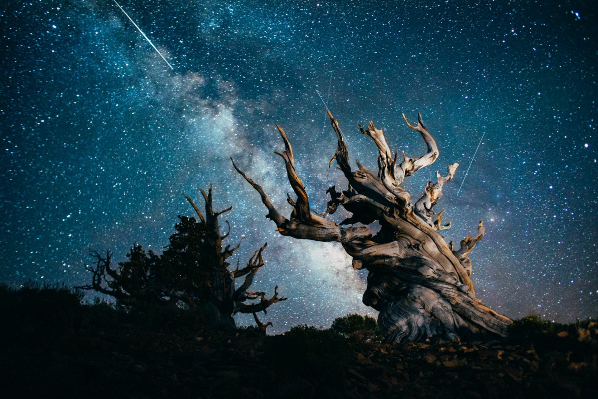 HD PC desktop wallpaper/background: gnarled ancient tree silhouetted under the Milky Way as meteors streak through a starry night — nature, meteor.