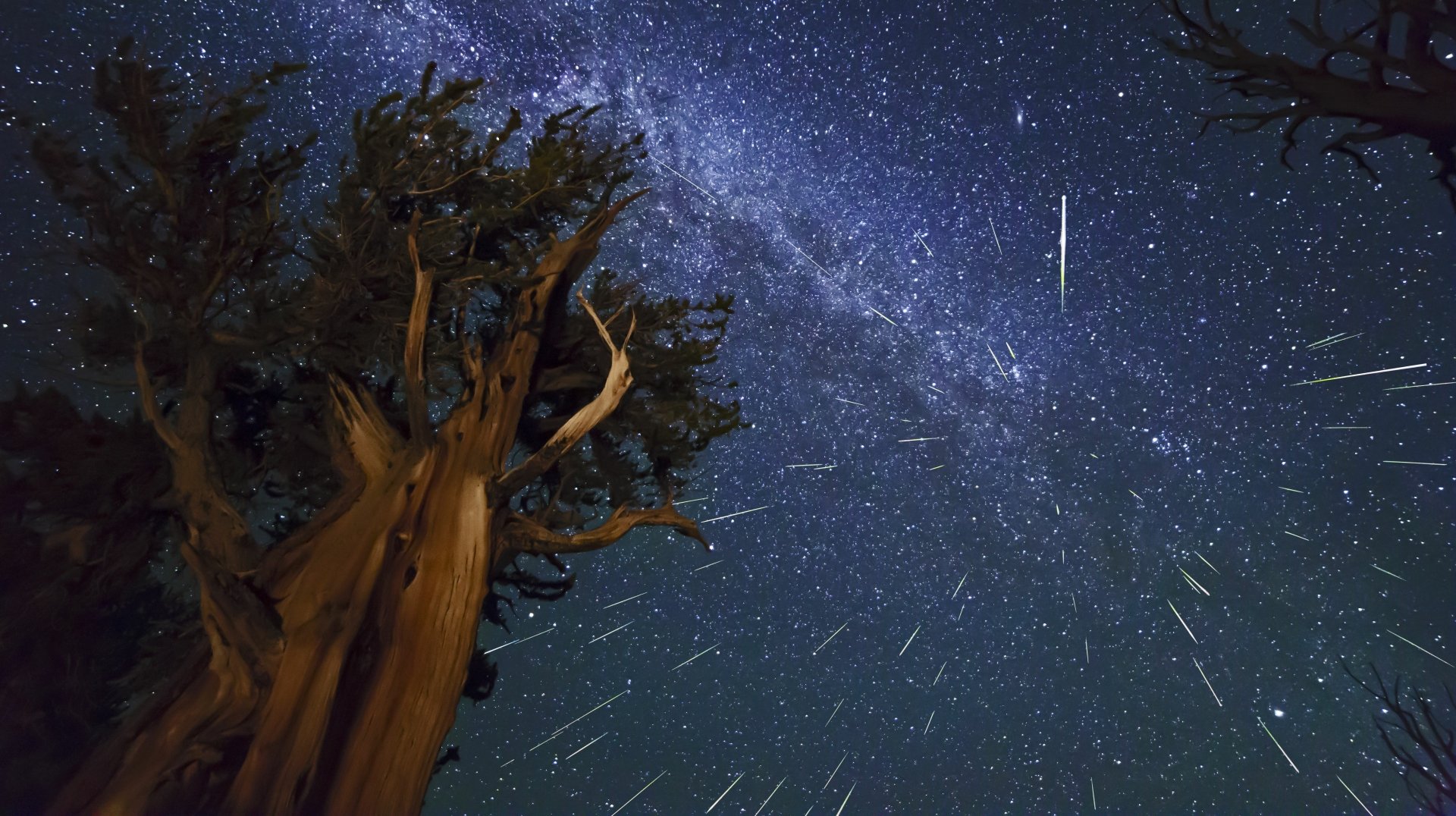 5K Ultra HD PC desktop wallpaper: gnarled tree silhouette beneath the Milky Way as dozens of meteors streak across a deep, star-filled night sky.