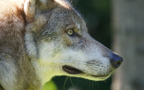 Close-up profile of a wolf muzzle with piercing yellow eye and textured fur against a blurred green backdrop — high-detail animal portrait, 5K Ultra HD PC desktop wallpaper/background.