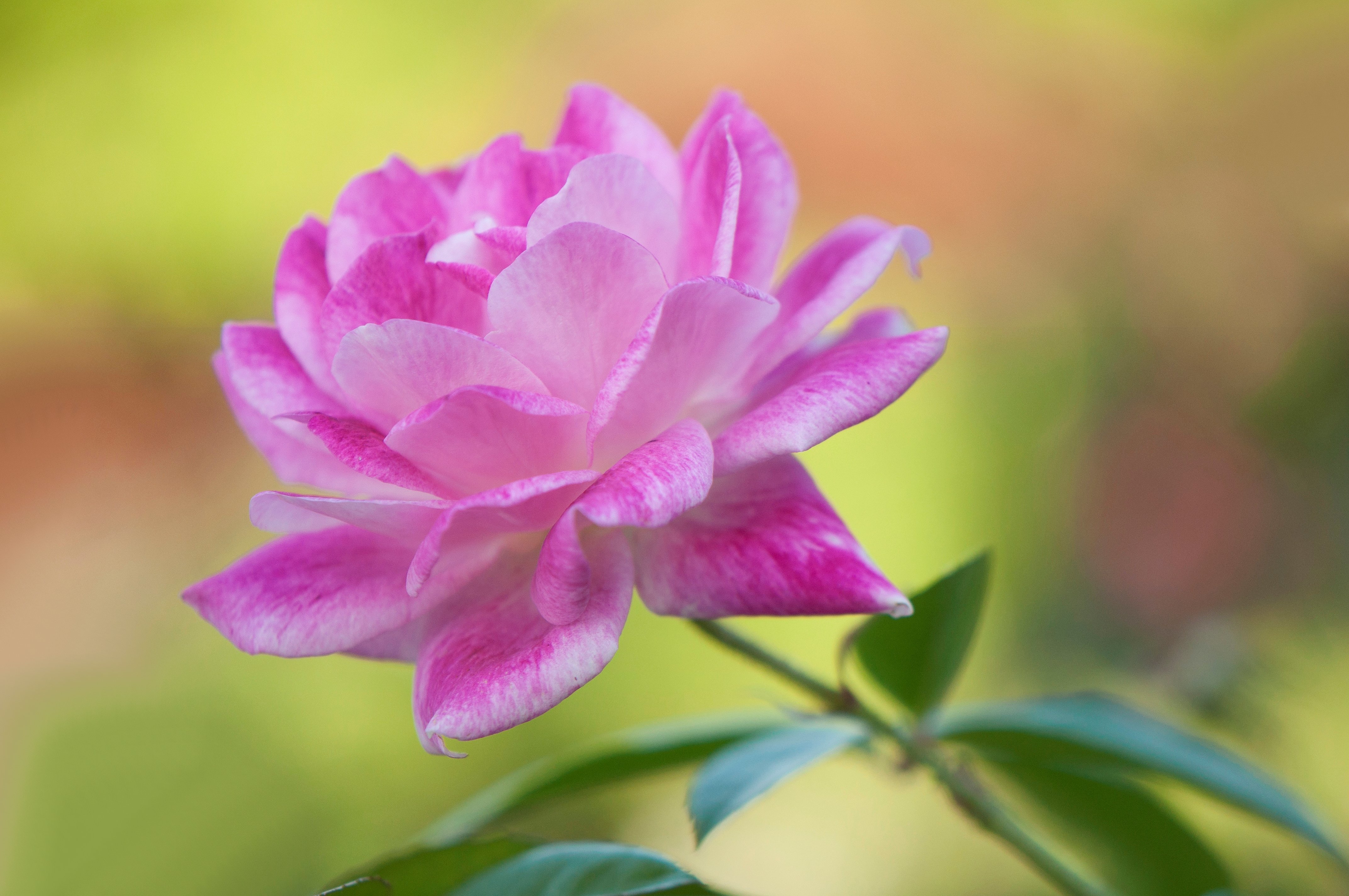 Download Pink Rose Pink Flower Nature Flower Rose 4k Ultra HD Wallpaper