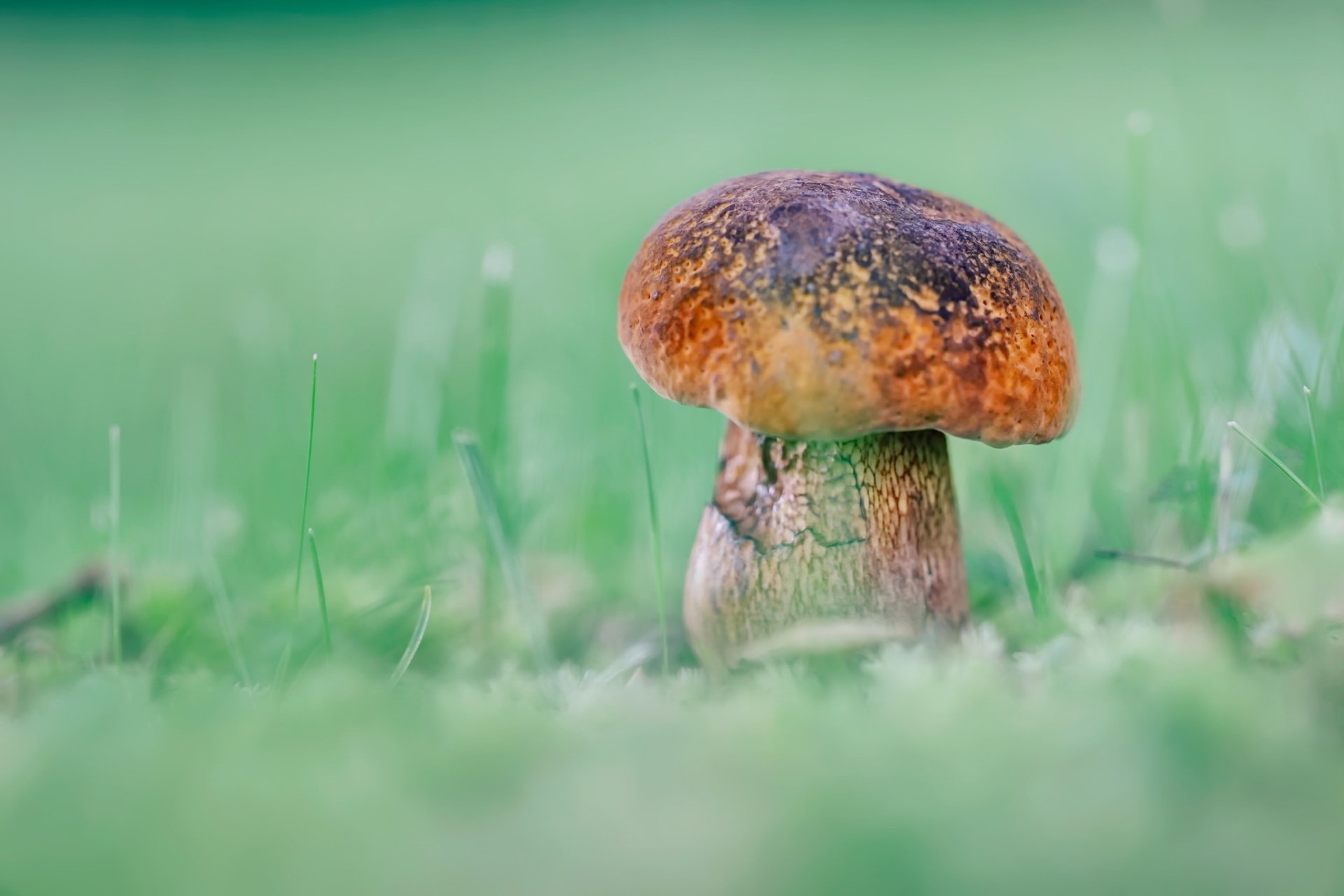 Nature Mushroom HD Wallpaper