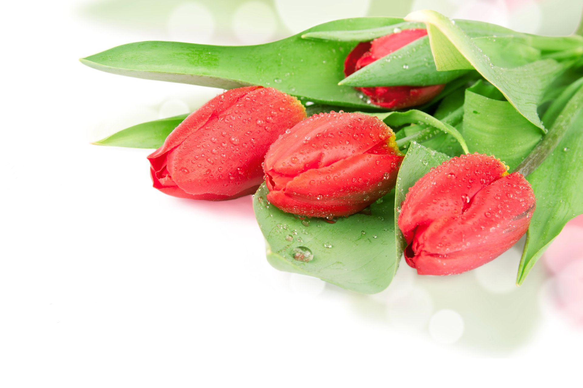 Download Red Flower Water Drop Flower Nature Tulip 4k Ultra HD ...