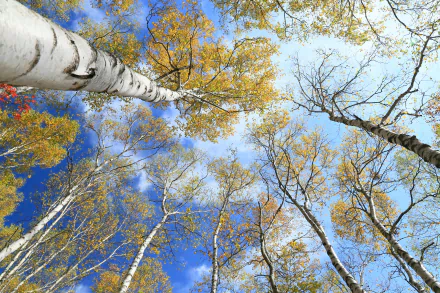 treetops sky nature tree HD Desktop Wallpaper | Background Image