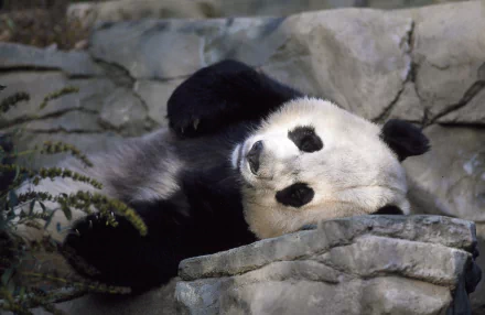 HD PC desktop wallpaper of a panda lying down on rocky terrain, showcasing the animal’s relaxed posture and natural habitat.