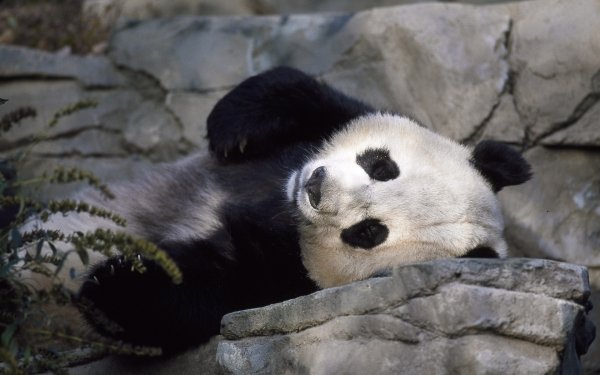 Animal Panda Lying Down HD Wallpaper | Background Image