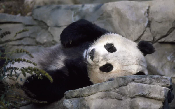 HD PC desktop wallpaper of a panda lying down on rocky terrain, showcasing the animal’s relaxed posture and natural habitat.
