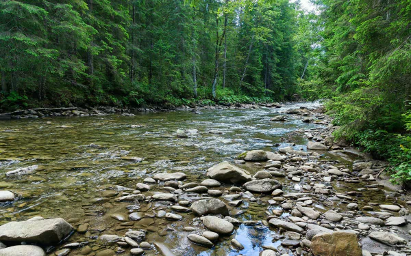  Mountain river flowing through the green forest