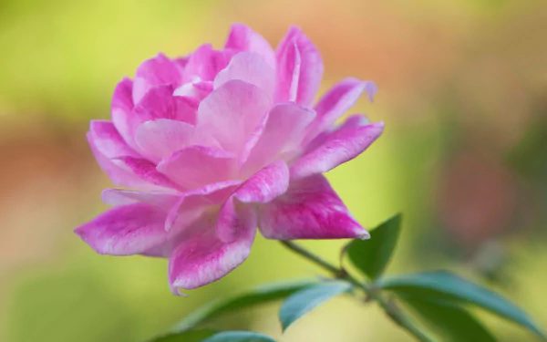 Pink rose close-up with soft green bokeh — nature-themed pink flower, 4K Ultra HD PC desktop wallpaper.