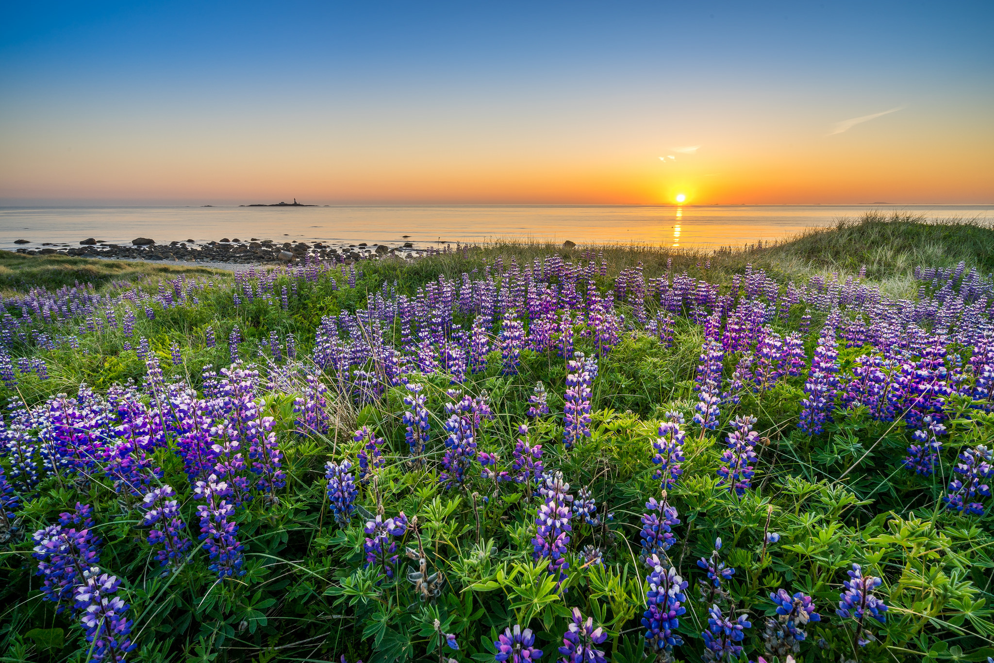 Download Sky Sunset Purple Flower Nature Flower Horizon Ocean HD Wallpaper