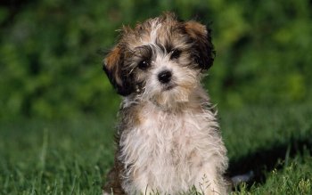 570 Puppy HD Wallpapers | Background Images - Wallpaper Abyss - Page 3