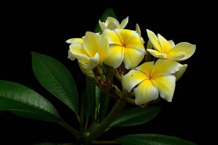 white flower plumeria flower nature frangipani HD Desktop Wallpaper | Background Image