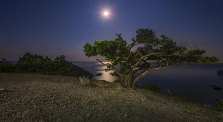 4K Ultra HD wallpaper featuring a serene lake at dusk under a glowing moon, with a prominent tree in the foreground and calm natural surroundings at night.