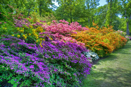 Vibrant spring garden in a park featuring colorful flowering bushes with purple, pink, orange, and white blossoms, captured in an HD PC desktop wallpaper background.