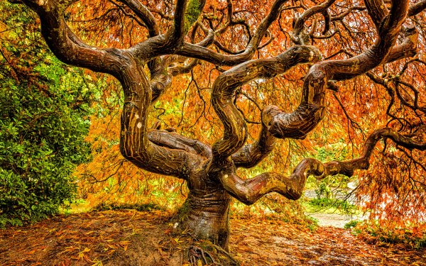 Earth Tree Trees Fall Twisted Tree HD Wallpaper | Background Image
