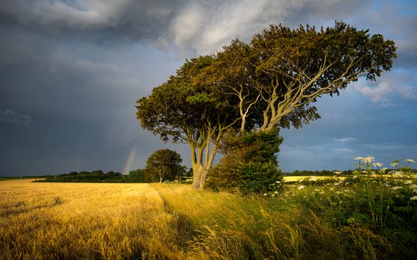 Earth Tree Trees Field Grass Sky Cloud Rainbow Nature HD Wallpaper | Background Image