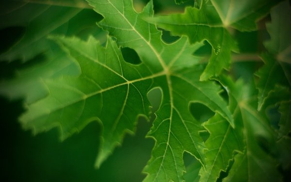 Earth Leaf Macro Green HD Wallpaper | Background Image