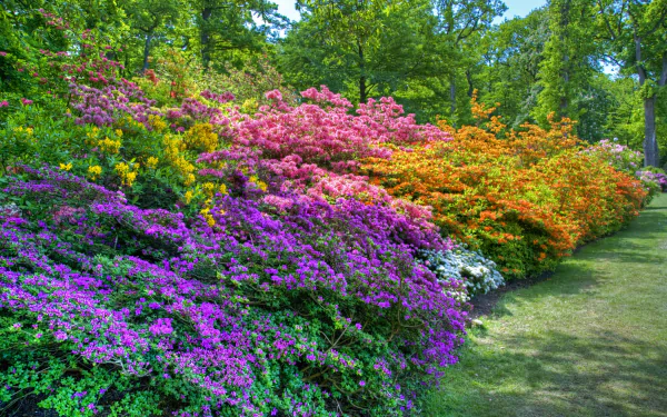 Vibrant spring garden in a park featuring colorful flowering bushes with purple, pink, orange, and white blossoms, captured in an HD PC desktop wallpaper background.