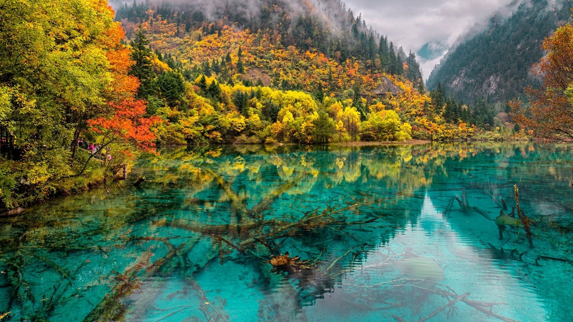 Download Tree Lake Fall Nature Reflection HD Wallpaper