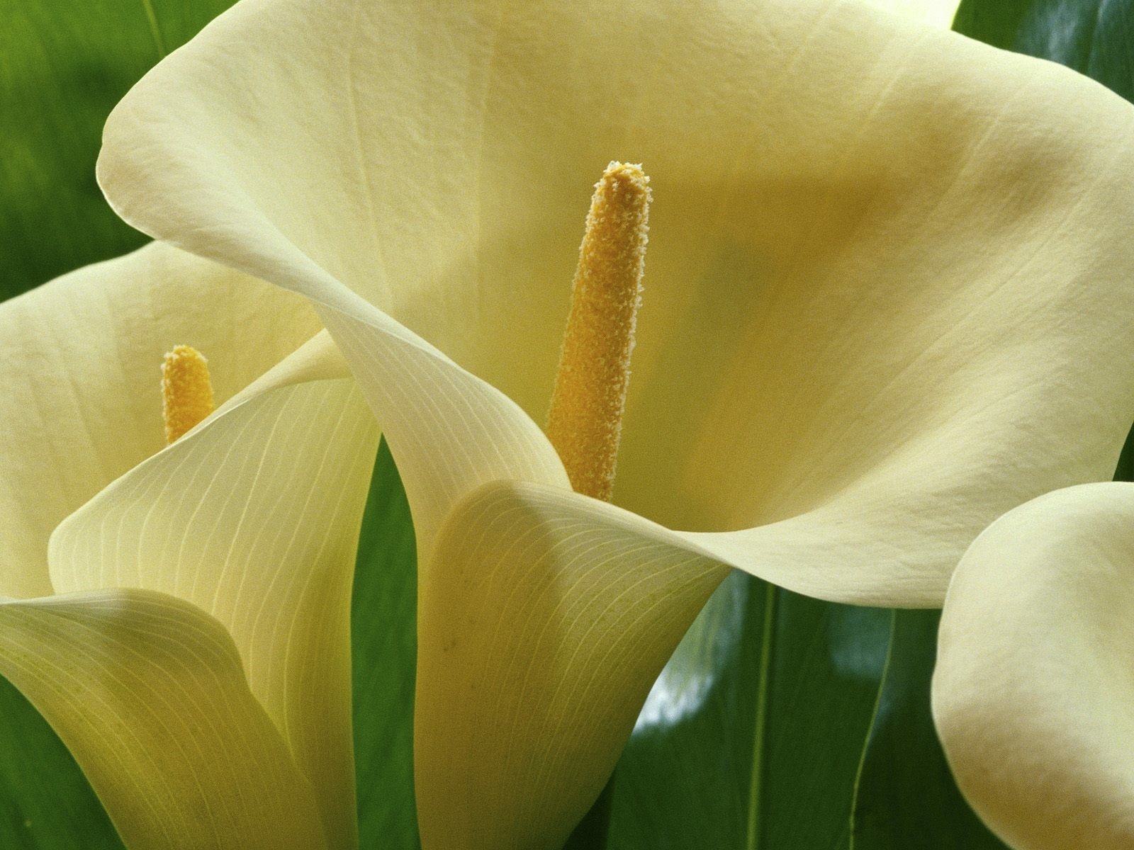 download-white-flower-close-up-flower-nature-calla-lily-wallpaper