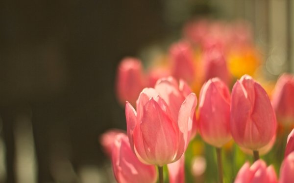 Earth Tulip Flowers Nature Flower Pink Flower Bokeh HD Wallpaper | Background Image