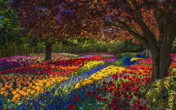 Photography Park Flower Tulip Colorful Tree HD Wallpaper | Background Image