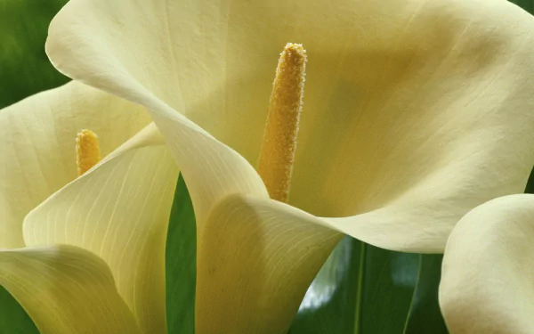 Close-up white calla lily bloom with yellow spadix against soft green bokeh, HD PC desktop wallpaper and nature background.