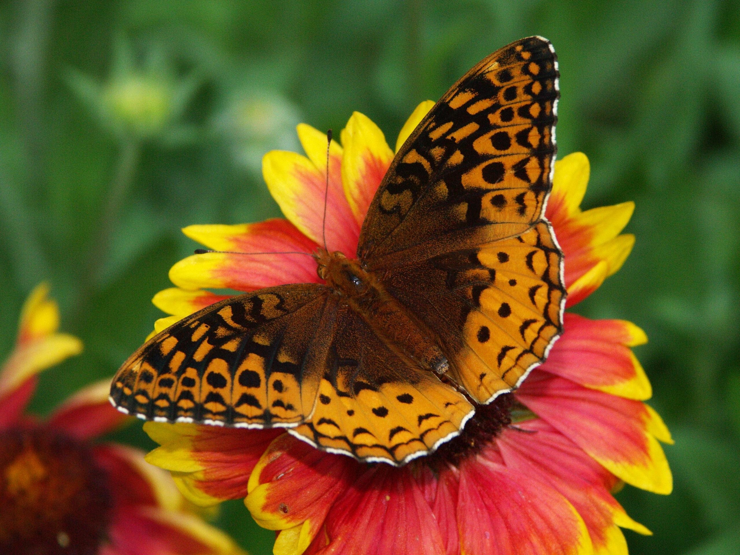 Mariposas Fondos De Pantalla 4k