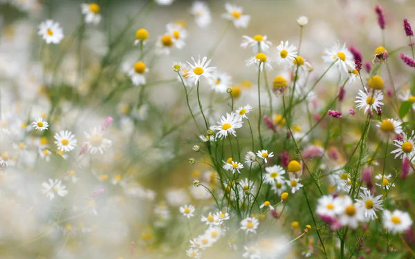 white flower nature flower HD Desktop Wallpaper | Background Image