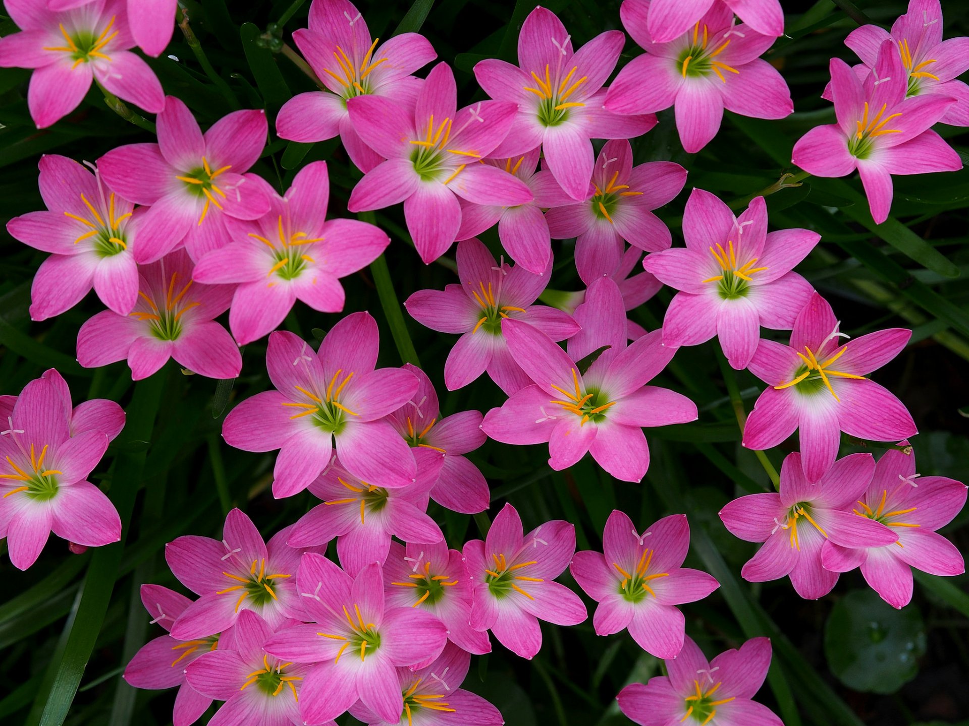 Pink Lilies