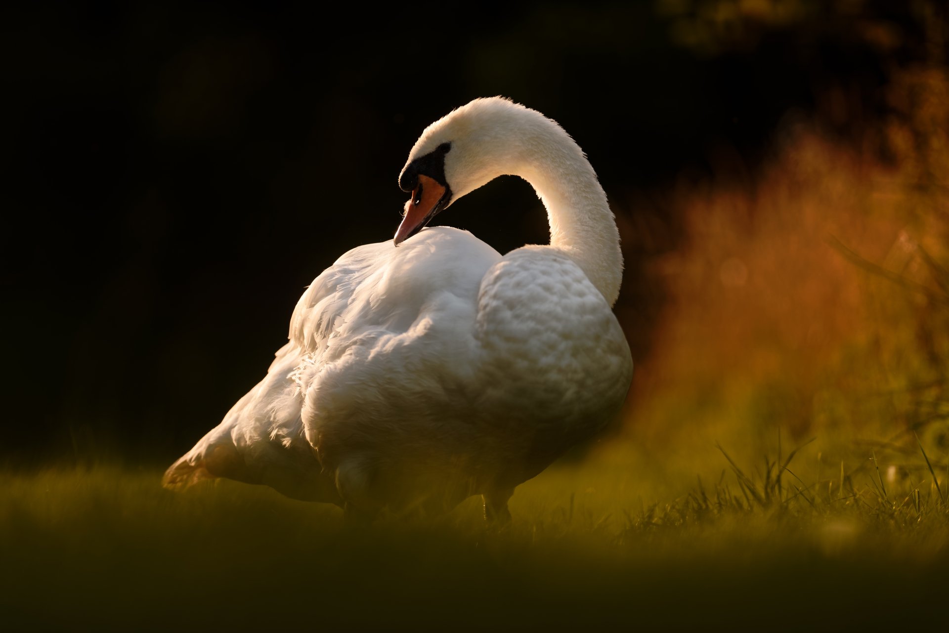 White mute swan preening on grassy shore at sunset, bird, animal close-up — 5K Ultra HD PC desktop wallpaper background.