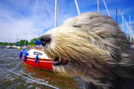 Bearded collie Animal dog HD Desktop Wallpaper | Background Image