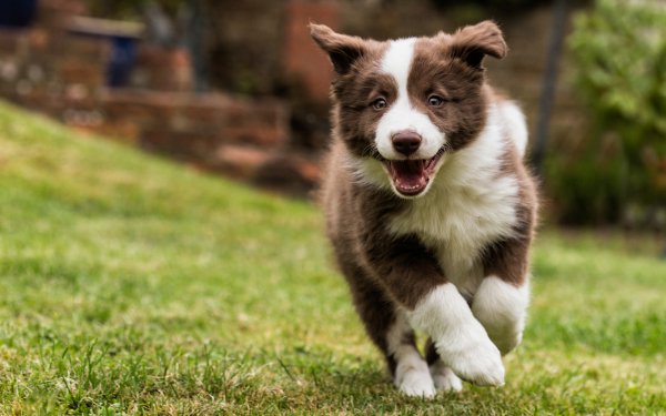 Animal Border Collie Dogs Dog Puppy Baby Animal HD Wallpaper | Background Image