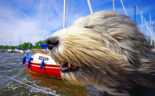 Bearded collie Animal dog HD Desktop Wallpaper | Background Image