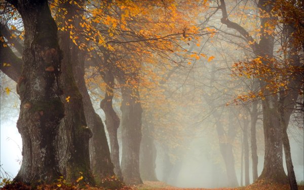 Nature Fog Tree-Lined Tree Fall Path HD Wallpaper | Background Image