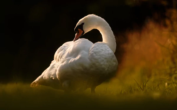 bird swan Animal mute swan HD Desktop Wallpaper | Background Image