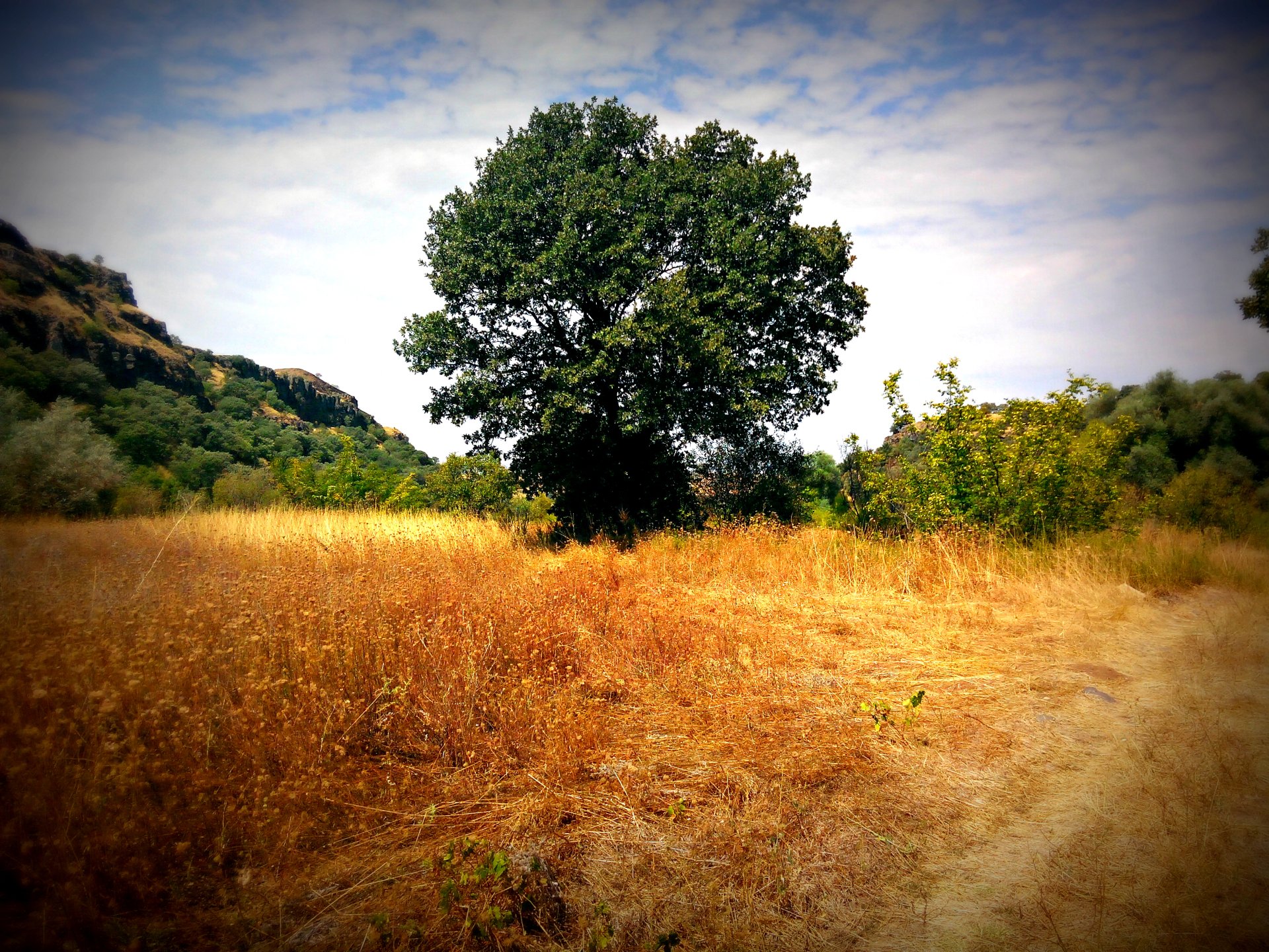 Download Nature Tree HD Wallpaper