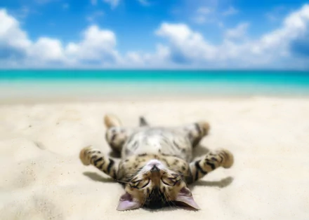 A funny cat is lying down on a sandy beach with a clear blue sky and turquoise water in the background. This HD desktop wallpaper captures a relaxing and humorous beach moment.