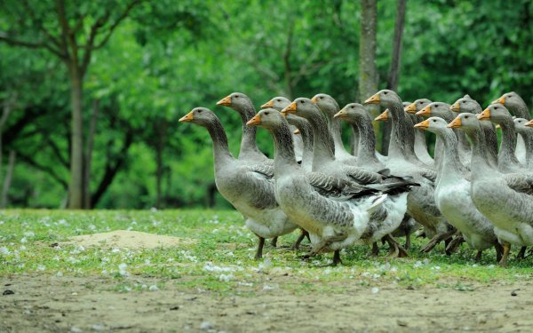 Animal Goose Birds Geese Bird HD Wallpaper | Background Image